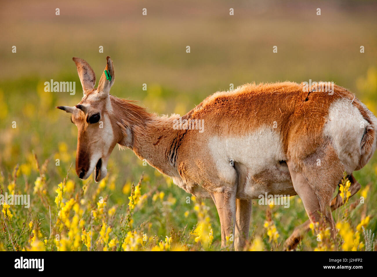 Pronghorn antelope con fiori selvaggi nella national bison range, Montana Foto Stock