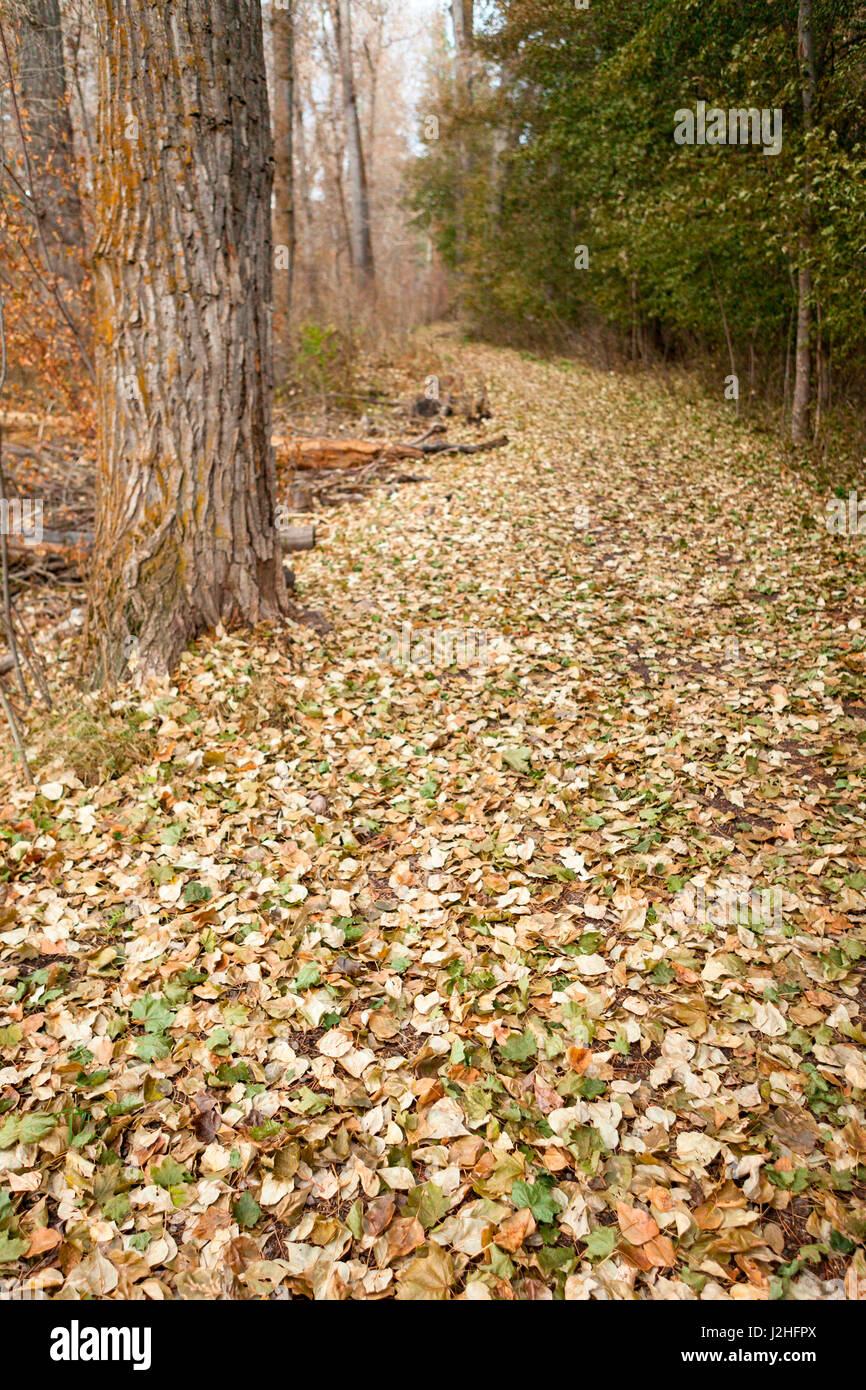 Cadono le foglie che coprono il sentiero nel parco municipale di Missoula, Montana Foto Stock