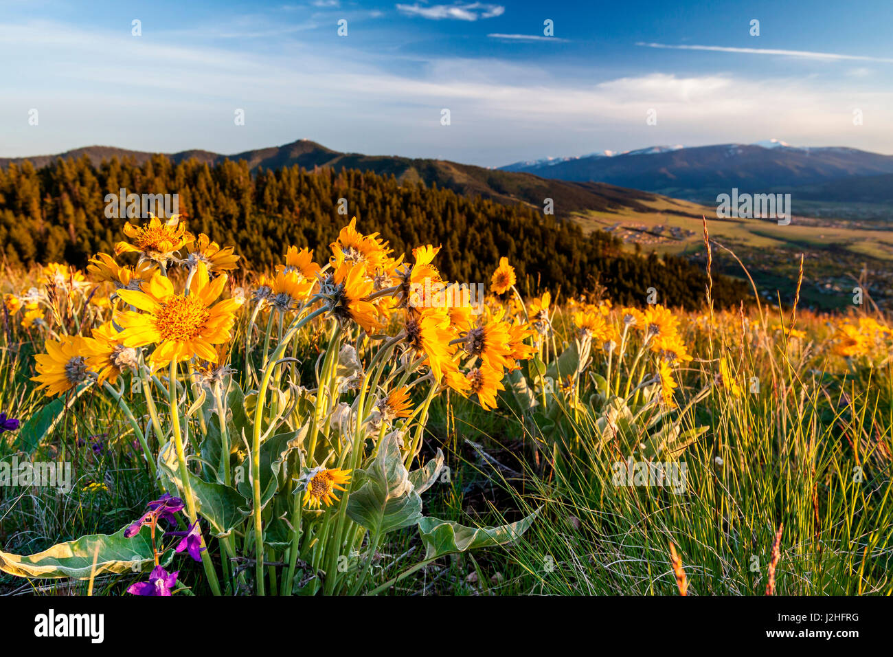Balsamo di fiori di radice nella luce del sole sopra la valle di Missoula, Missoula, Montana Foto Stock