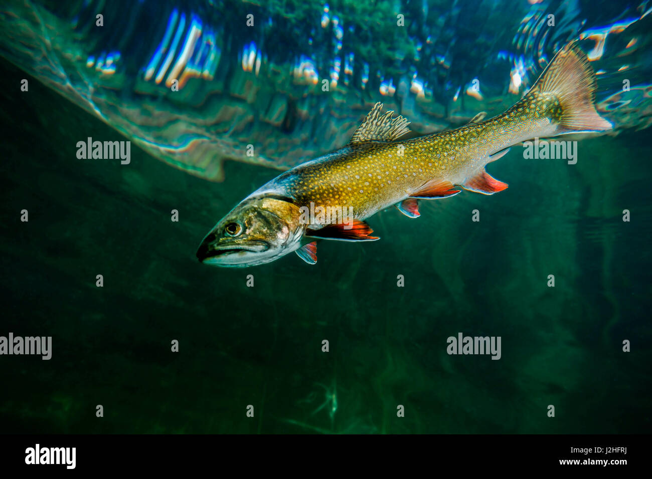 Trota di lago (Salvelinus namaycush) nuotare vicino alla superficie del Lago Smeraldo nel Montana Foto Stock