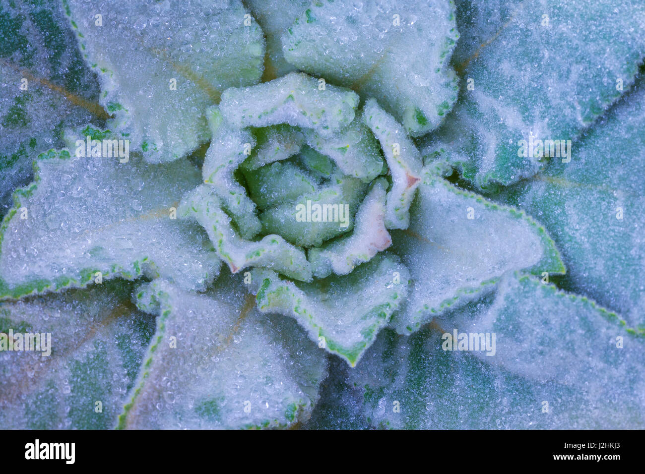 Stati Uniti d'America, Utah, montagne Wasatch. Close-up di mullein foglie. Credito come: Don Paulson Jaynes / Galleria / DanitaDelimont.com Foto Stock