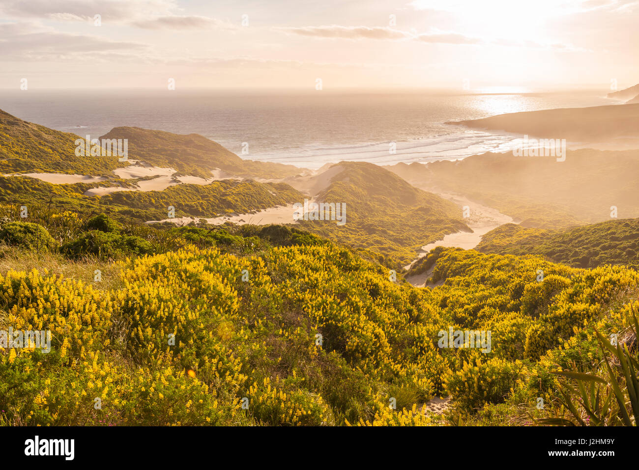 Lupino giallo (Lupinus luteus) sulle dune di sabbia, vista della costa, Sandfly Bay, a Dunedin, Regione di Otago, Penisola di Otago e Southland Foto Stock