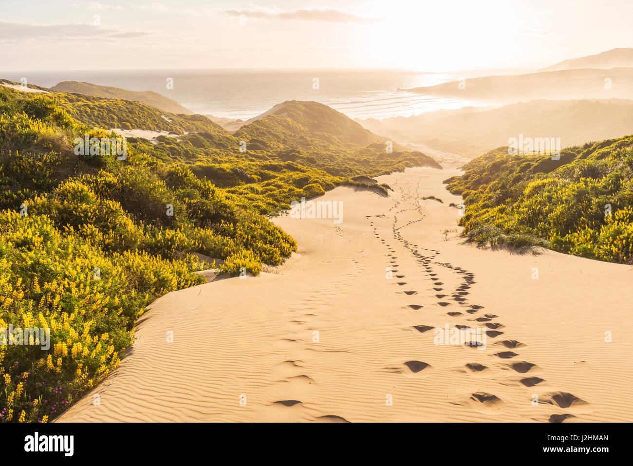 Lupino giallo (Lupinus luteus) sulle dune di sabbia, vista della costa, Sandfly Bay, a Dunedin, Regione di Otago, Penisola di Otago e Southland Foto Stock