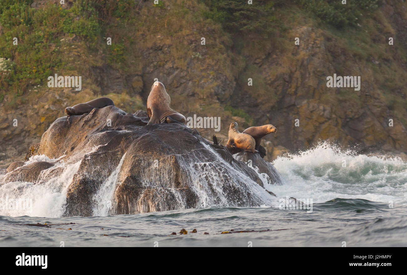Stati Uniti d'America, nello Stato di Washington, il Parco Nazionale di Olympic. Stellar leoni di mare (Eumetopias Jubatus) e onde che si infrangono a lusinghe rocce sulla costa olimpico. Foto Stock
