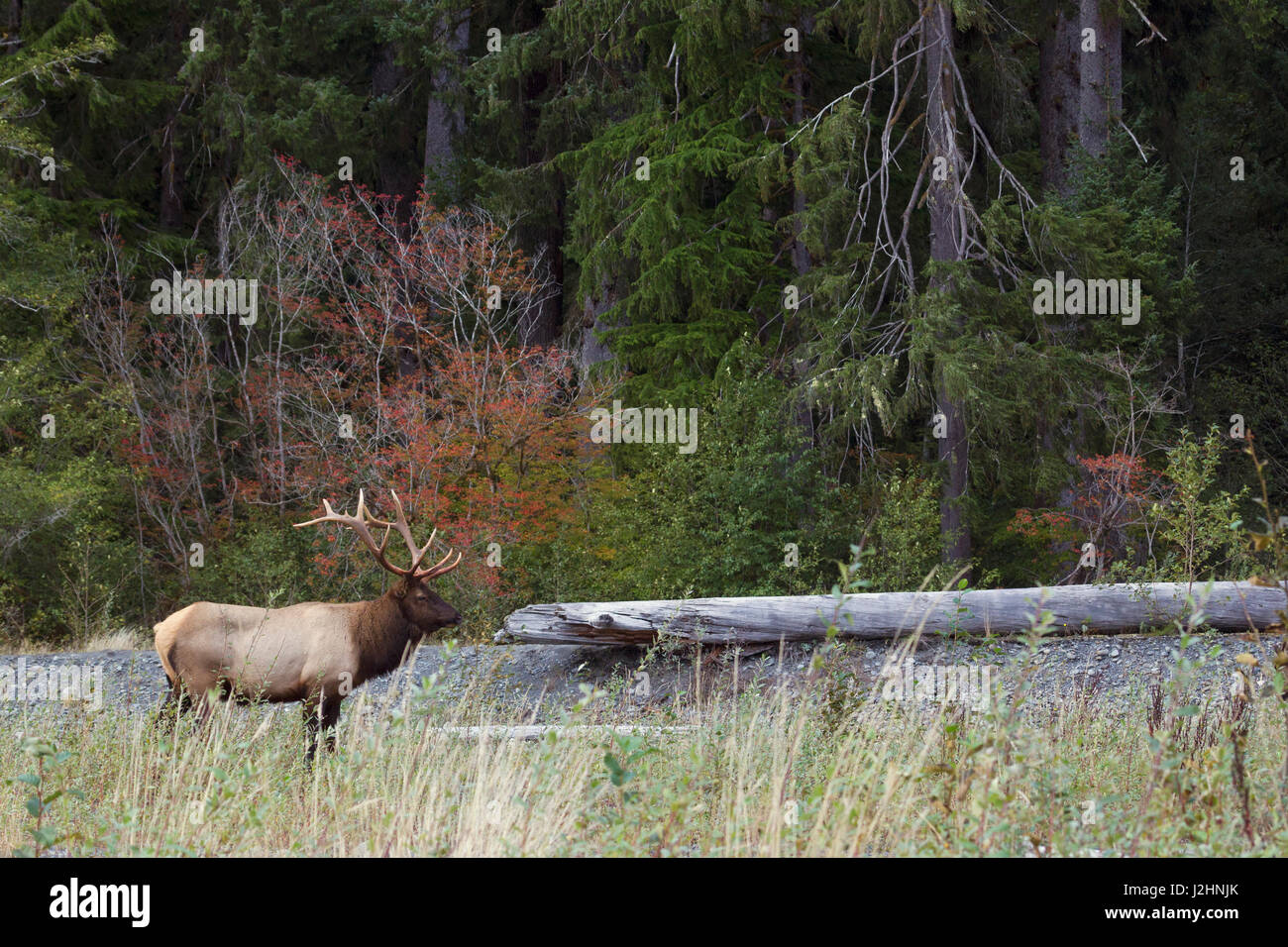 Roosevelt Bull Elk Foto Stock