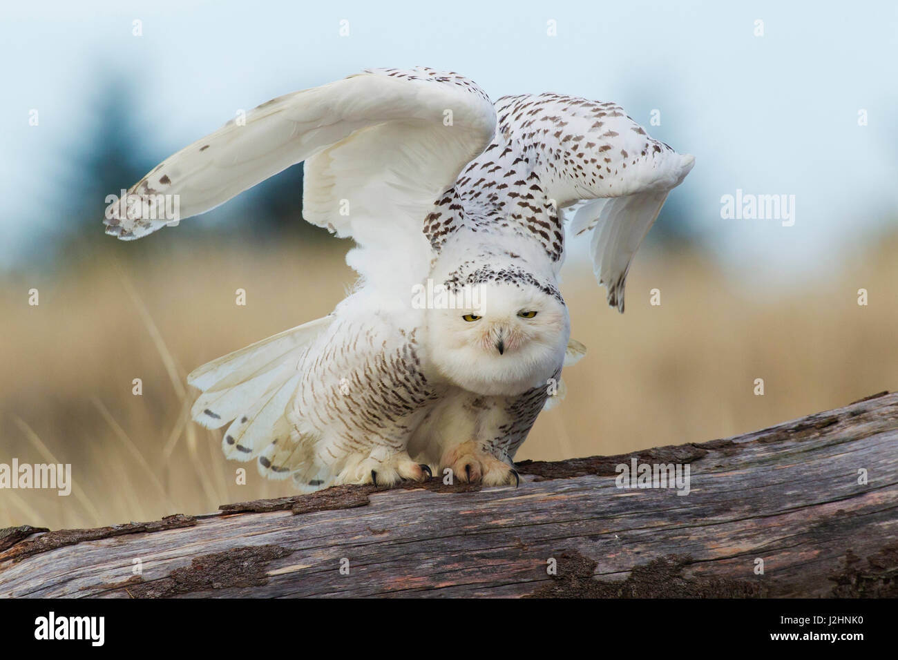 Civetta delle nevi, feathered piedi Foto Stock