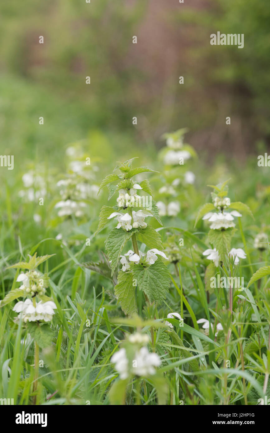 Lamium album. Deadnettles bianca fioritura nella campagna inglese Foto Stock