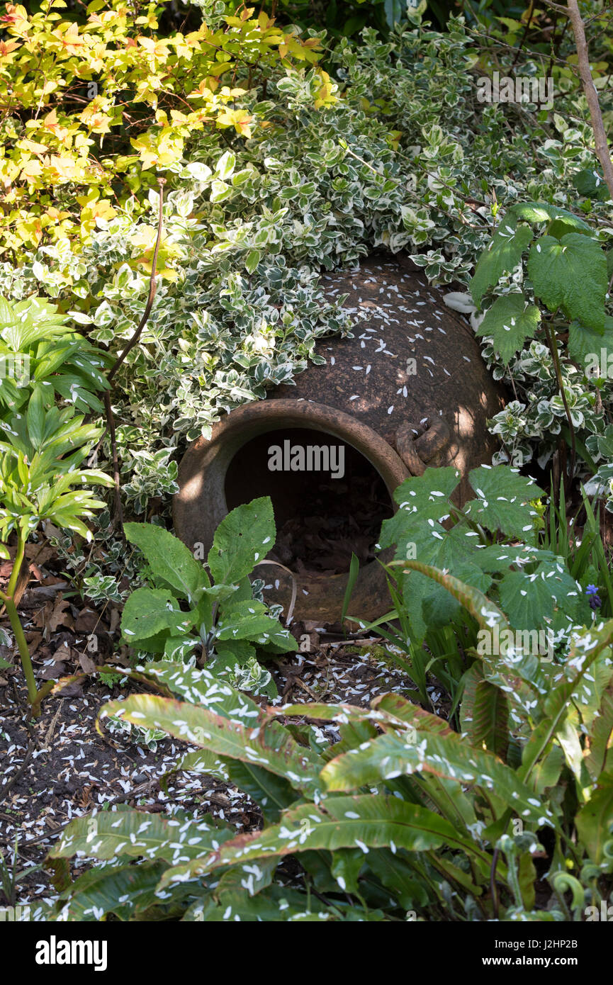 Vecchia urna di terracotta in un giardino utilizzato per il rifugio della fauna selvatica. Regno Unito Foto Stock