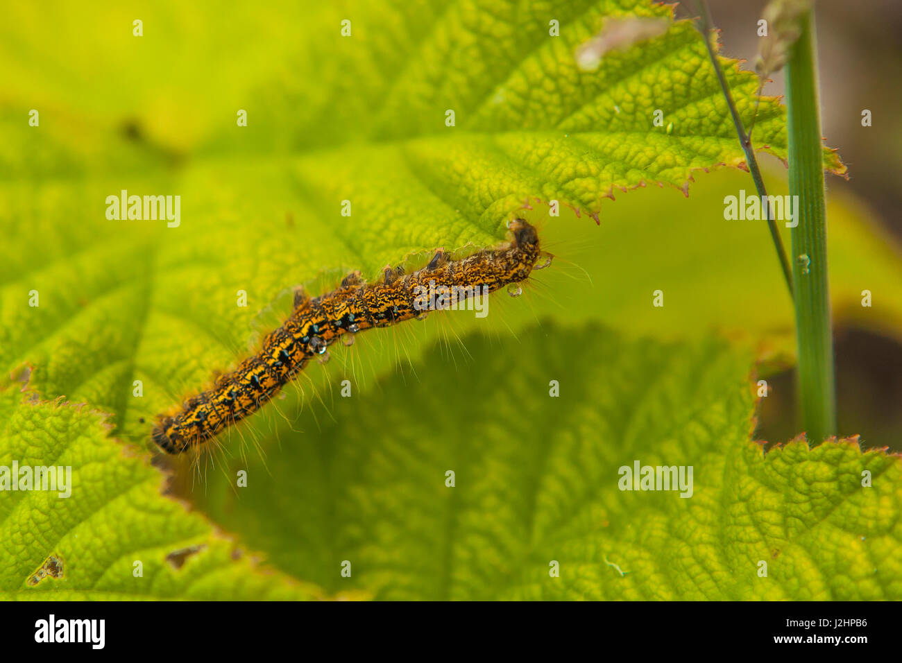 Western tenda Caterpillar con voracità di mangiare nel Parco Nazionale di Olympic Foto Stock