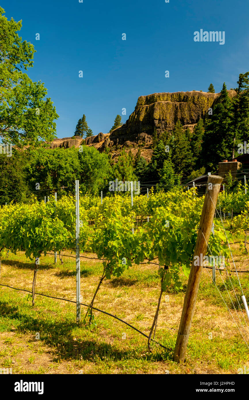 Stati Uniti d'America, nello Stato di Washington, Columbia River Gorge. Syrah vigneto di Syncline Cantine, vicino al fiume Columbia. Foto Stock