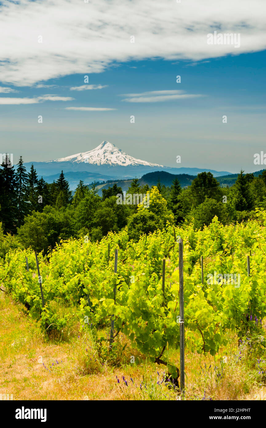 Stati Uniti d'America, nello Stato di Washington, Columbia River Gorge. Vigneto con vista di Mt. Il cofano. Foto Stock