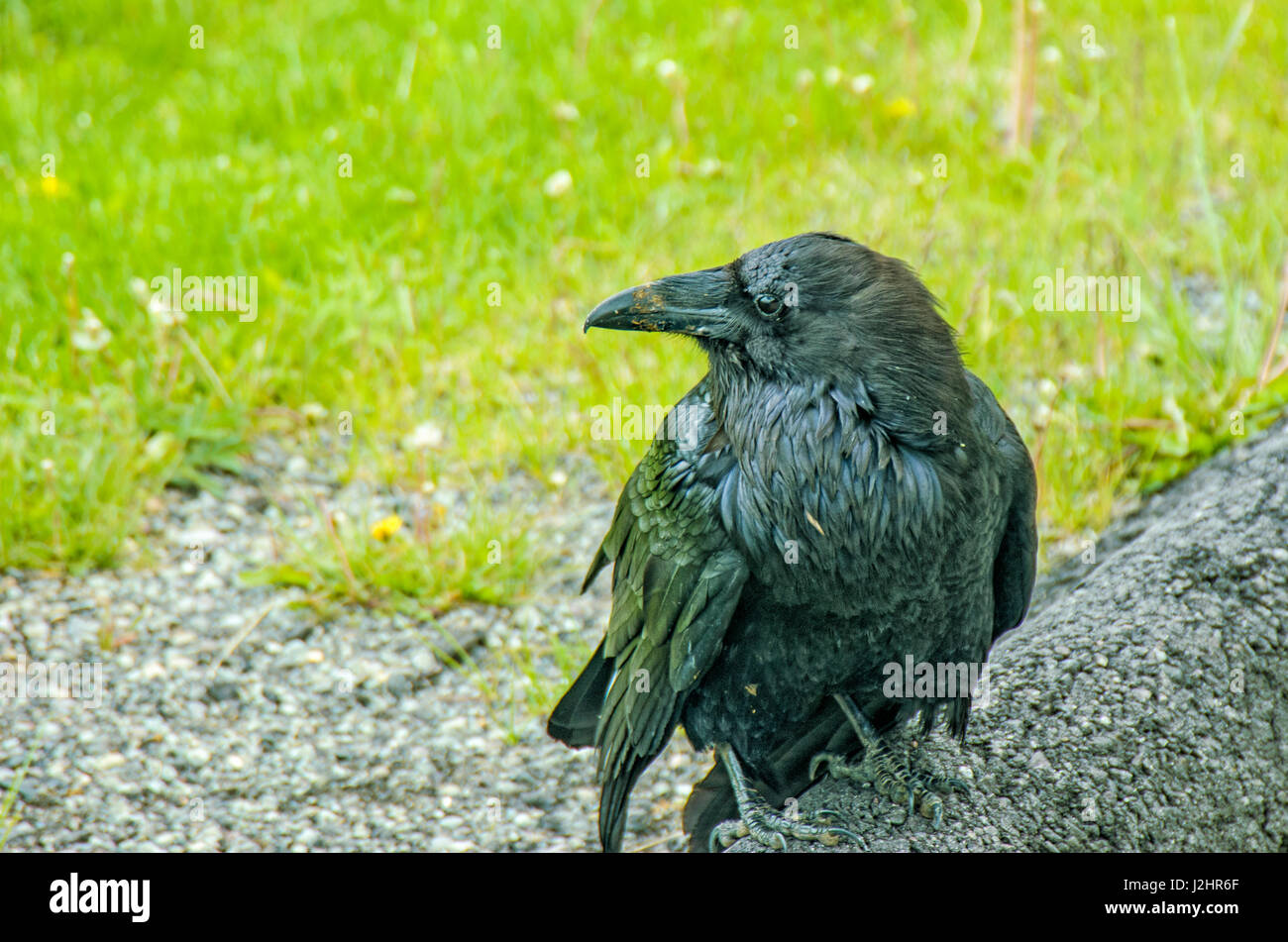 Raven nero dal ciglio della strada nella Lamar Valley, il Parco Nazionale di Yellowstone. Foto Stock