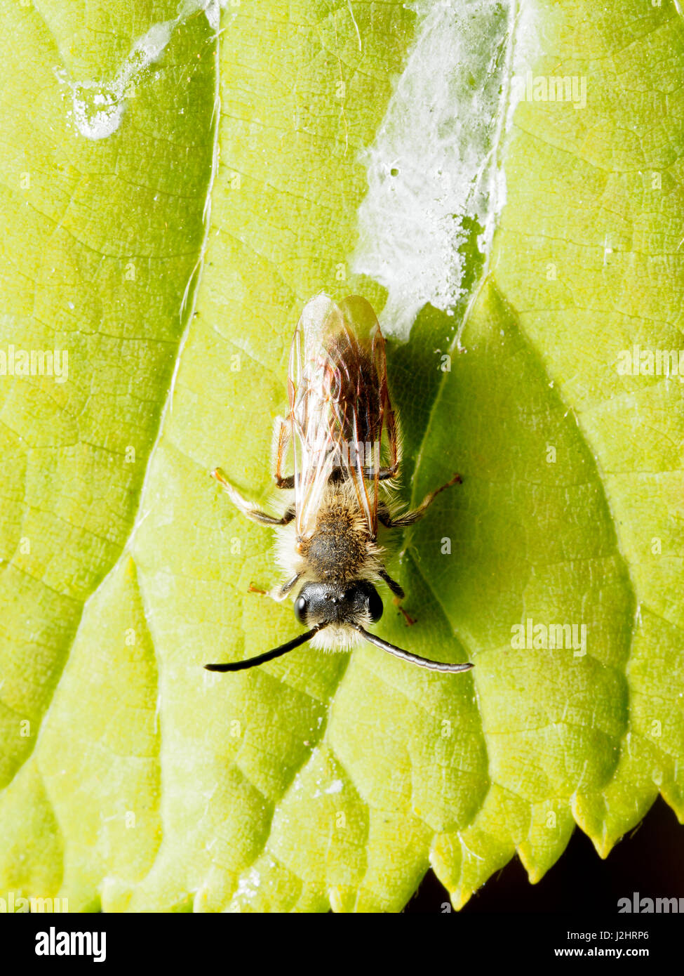 Andrena dorsata - Londra, Inghilterra Foto Stock