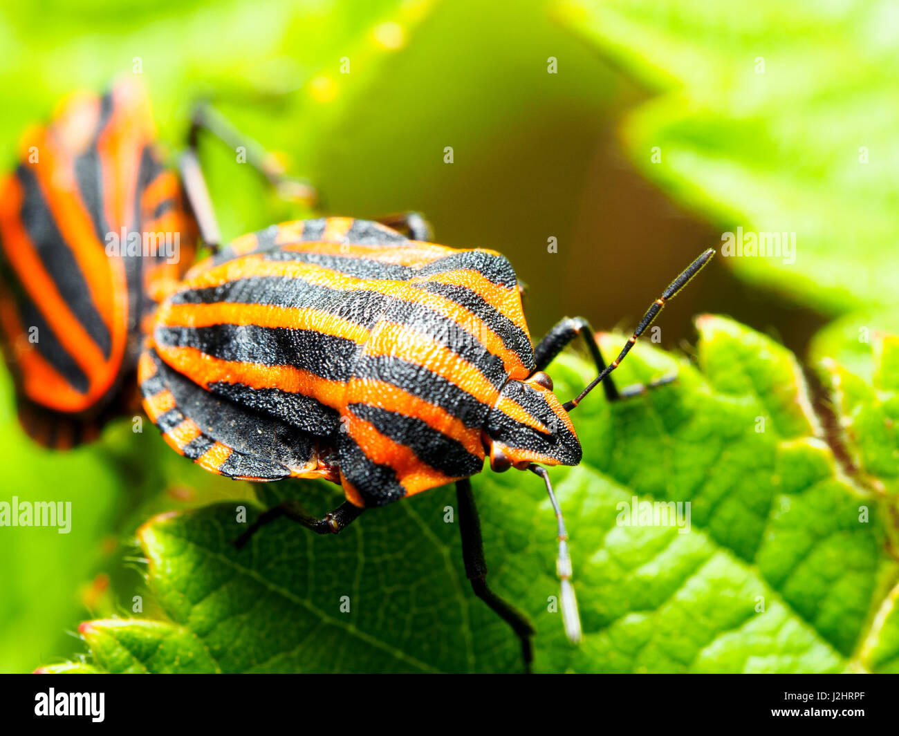 Striping italiano-bug / menestrello bug / Harlequin bug (Graphosoma lineatum / Graphosoma italicum) Foto Stock