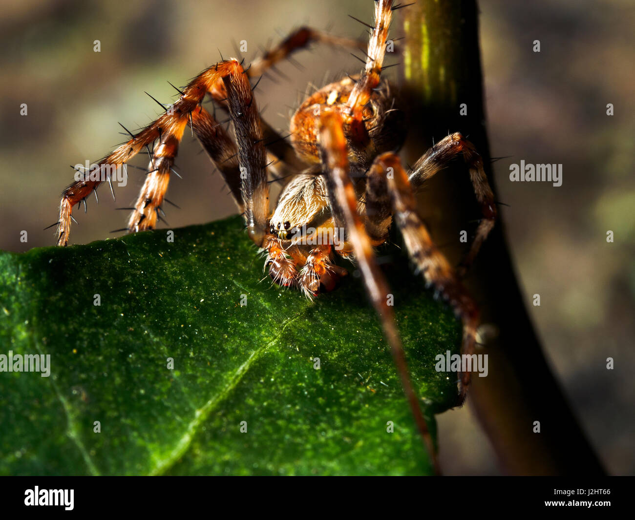 Giardino Spider Araneus diadematus - Londra, Inghilterra Foto Stock