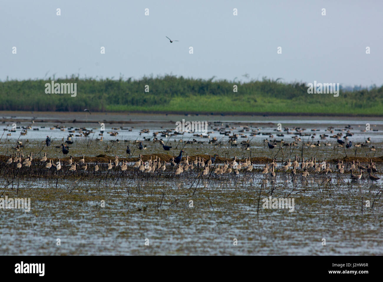 Stormo di uccelli migratori a Tanguar Haor anche chiamato Tangua Haor. Si tratta di un unico ecosistema delle paludi. Ogni inverno il haor è casa di circa 200 tipi o Foto Stock