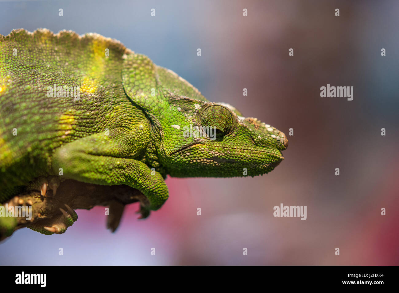 Ritratto di un verde camaleonte Foto Stock