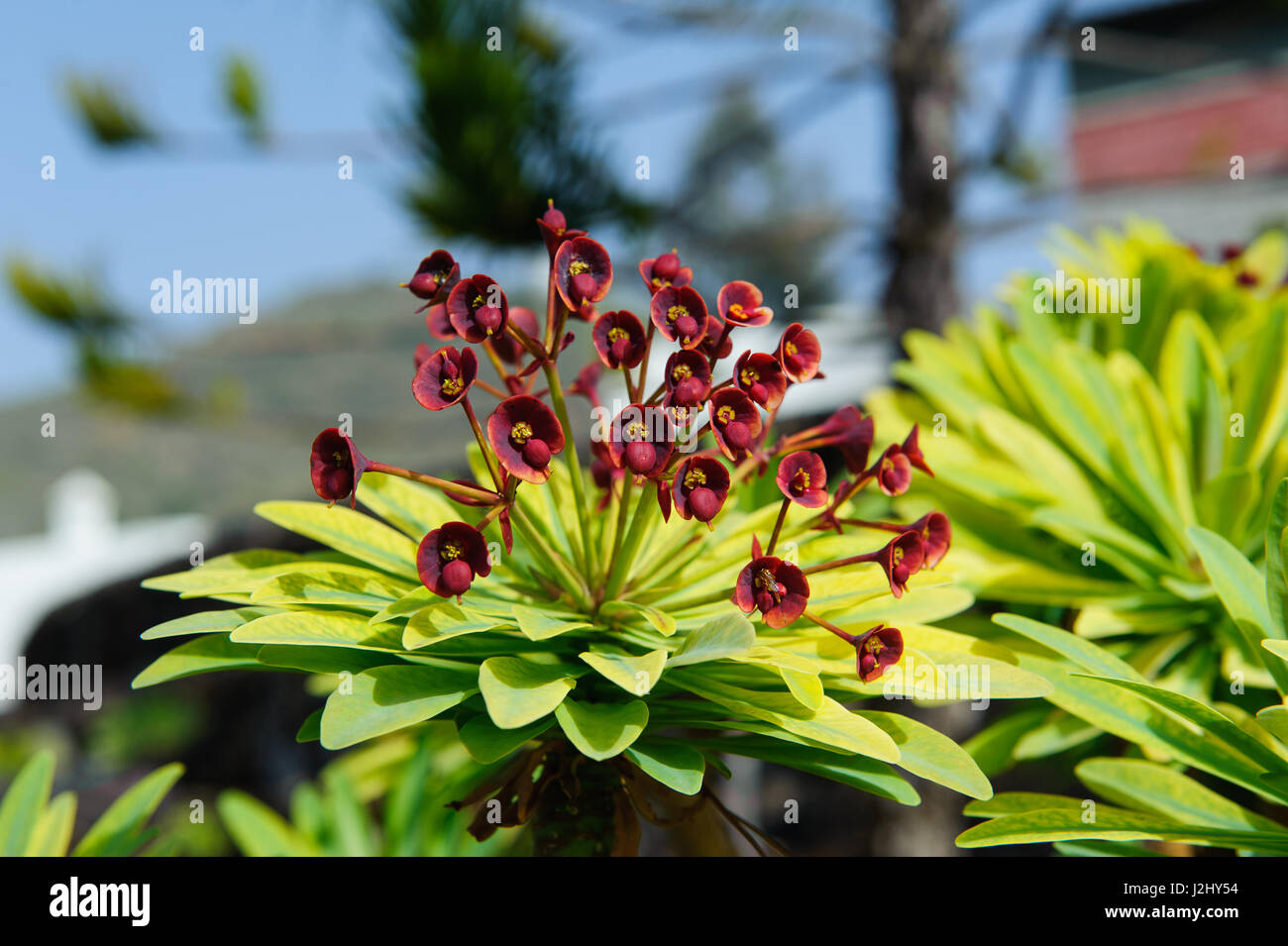 Tabaiba majorera (Euphorbia atropurpurea), dettaglio, Tenerife, Isole canarie, Spagna Foto Stock