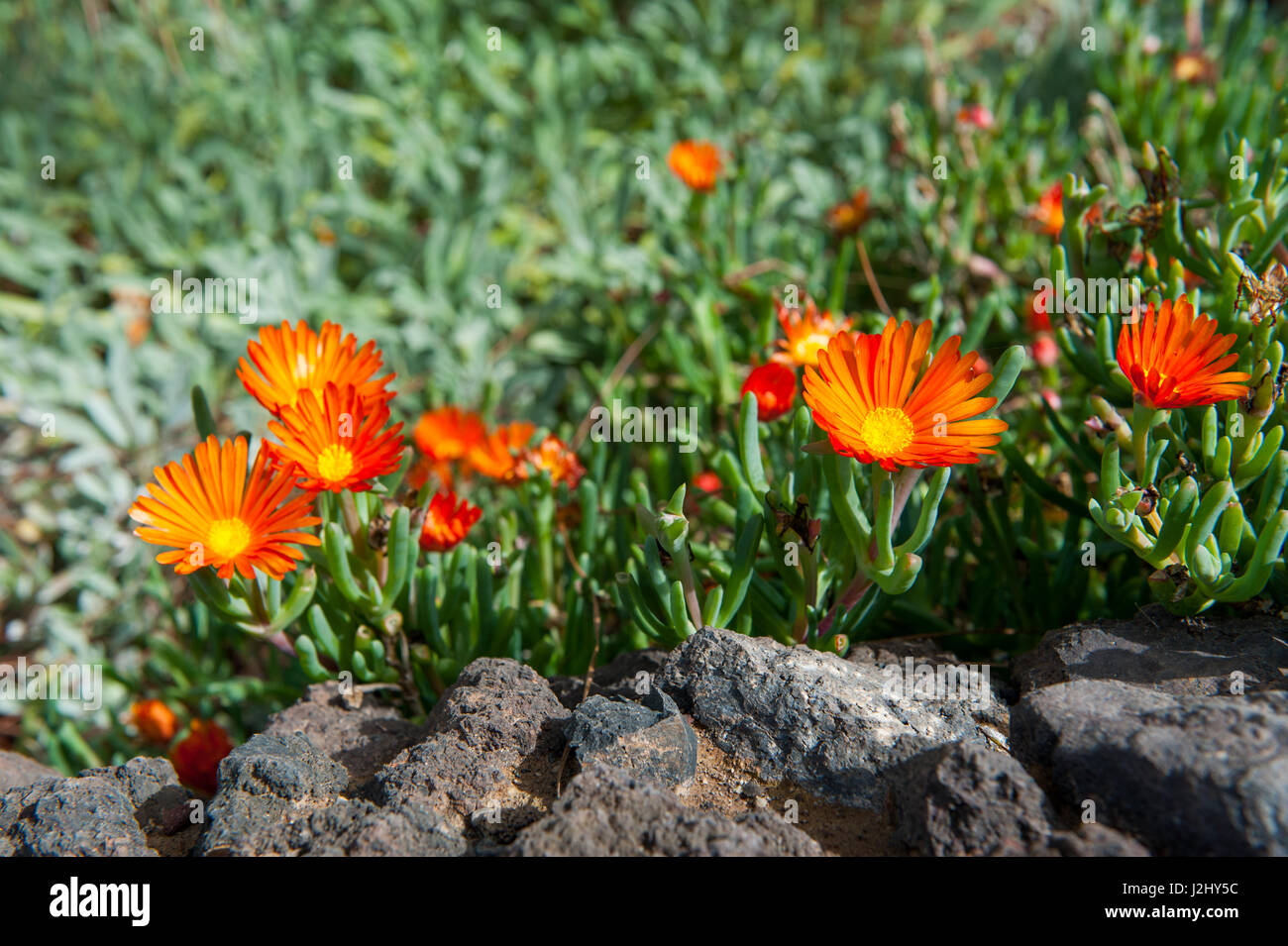 Red dito Vygie (Malephora purpureo-crocea, Malephora purpureocrocea), fioritura, Isole Canarie, Tenerife Foto Stock