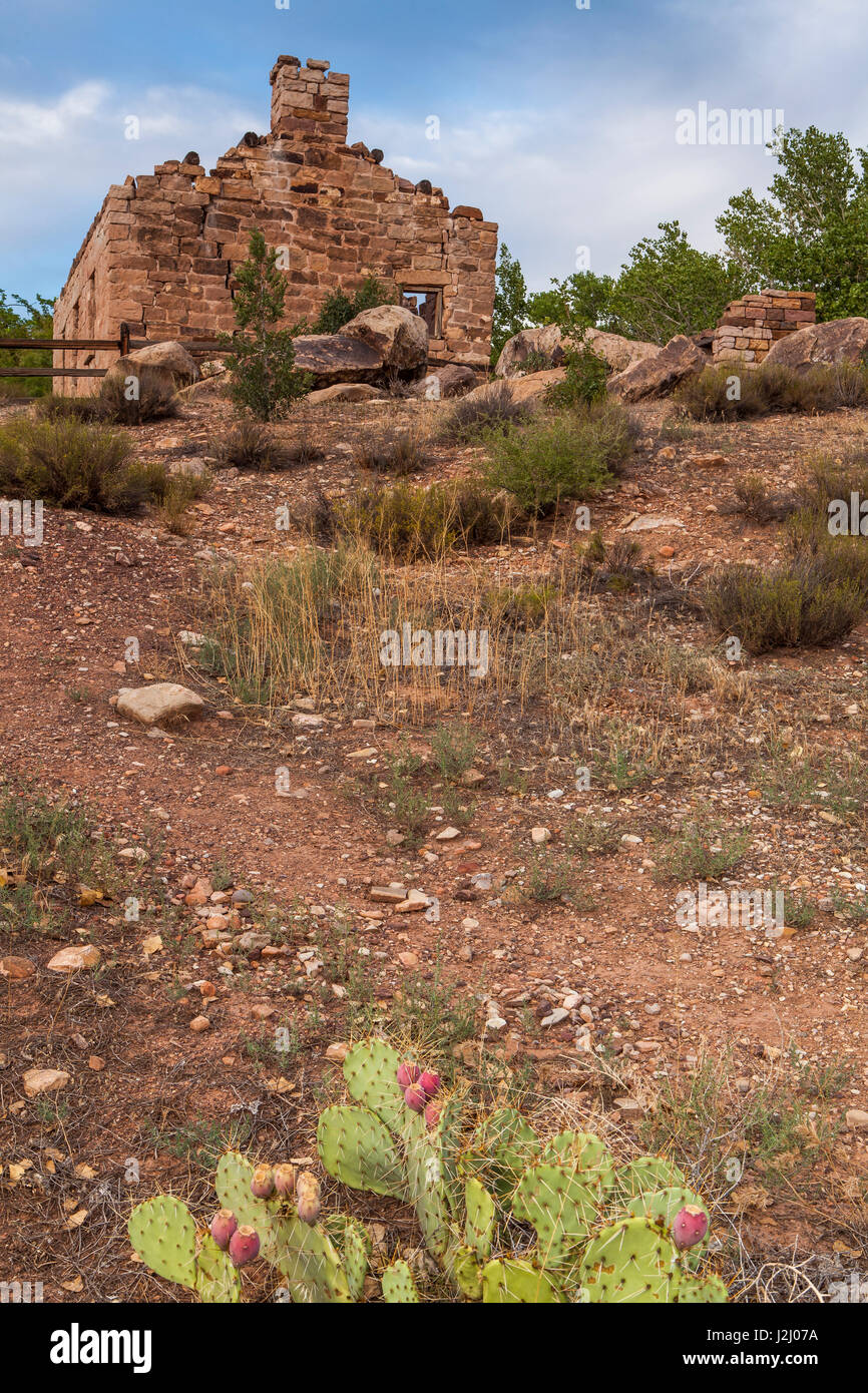 Uragano in Utah. Rovine di inizio del colono Home nel mezzo di ficodindia Cactus Foto Stock