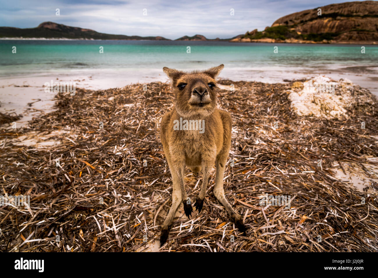 Wallaby di Lucky Bay a Cape Le Grand National Park, Australia occidentale Foto Stock