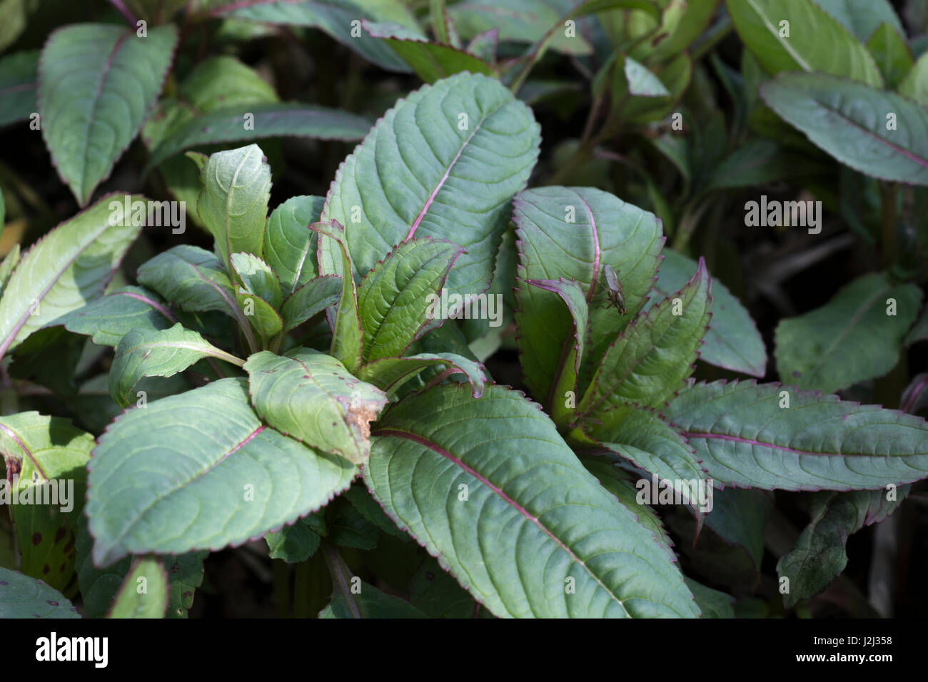Giovani pre-fronde fiorite / foglie di Himalayan / Balsamina Impatiens glandulifera - una fastidiosa erbaccia invasiva dei fiumi e delle zone umide, sulle rive dei fiumi. Foto Stock