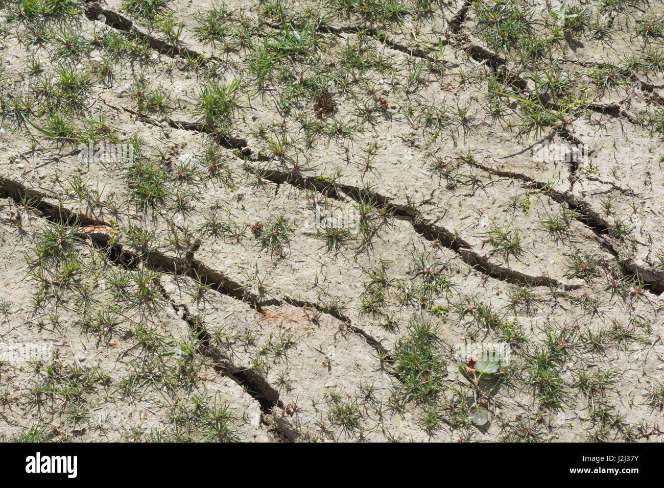 Incrinato, arato, terra che mostra segni di fallimento vegetazione / vegetazione che lottano per crescere in assenza di acqua di suolo. Siccità nel Regno Unito, spaccature nel terreno. Foto Stock