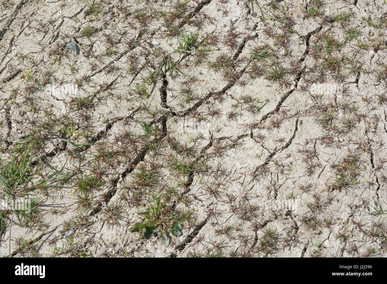 Incrinato, arato, terra che mostra segni di fallimento vegetazione / vegetazione che lottano per crescere in assenza di acqua di suolo. Siccità nel Regno Unito, spaccature nel terreno. Foto Stock