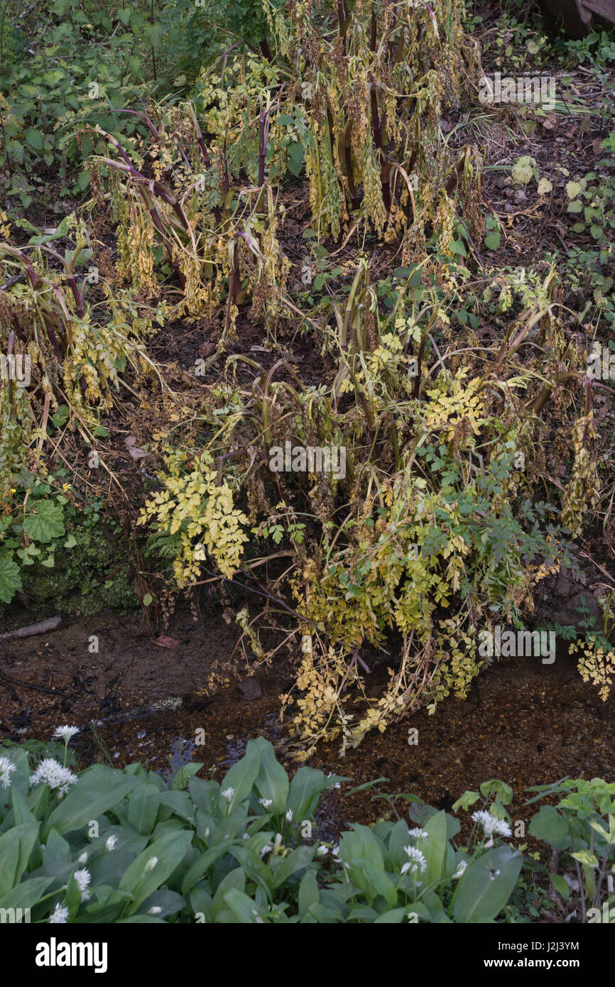 Controllo nocivo delle erbacce da uso erbicida - foglie giallite di Hemlock avvelenato acqua-Dropwort / Oenanthe croccata accanto a fosso drenante, via navigabile interna Foto Stock