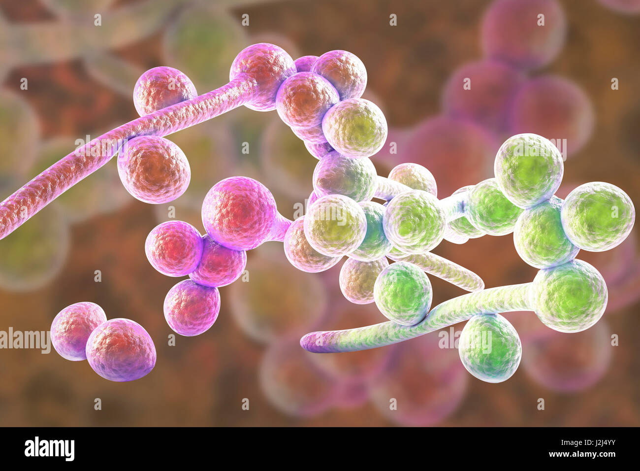 Candida albicans e lievito hyphae stadi, illustrazione del computer. Un lievito-come fungo che si verificano comunemente su pelle umana, nel tratto respiratorio superiore, alimentare e i genitali femminili. Questo fungo è un dimorphic ciclo di vita con il lievito ed ife stadi. Il Foto Stock Candida albicans e lievito hyphae stadi, illustrazione del computer. Un lievito-come fungo che si verificano comunemente su pelle umana, nel tratto respiratorio superiore, alimentare e i genitali femminili. Questo fungo è un dimorphic ciclo di vita con il lievito ed ife stadi. Il Foto Stock