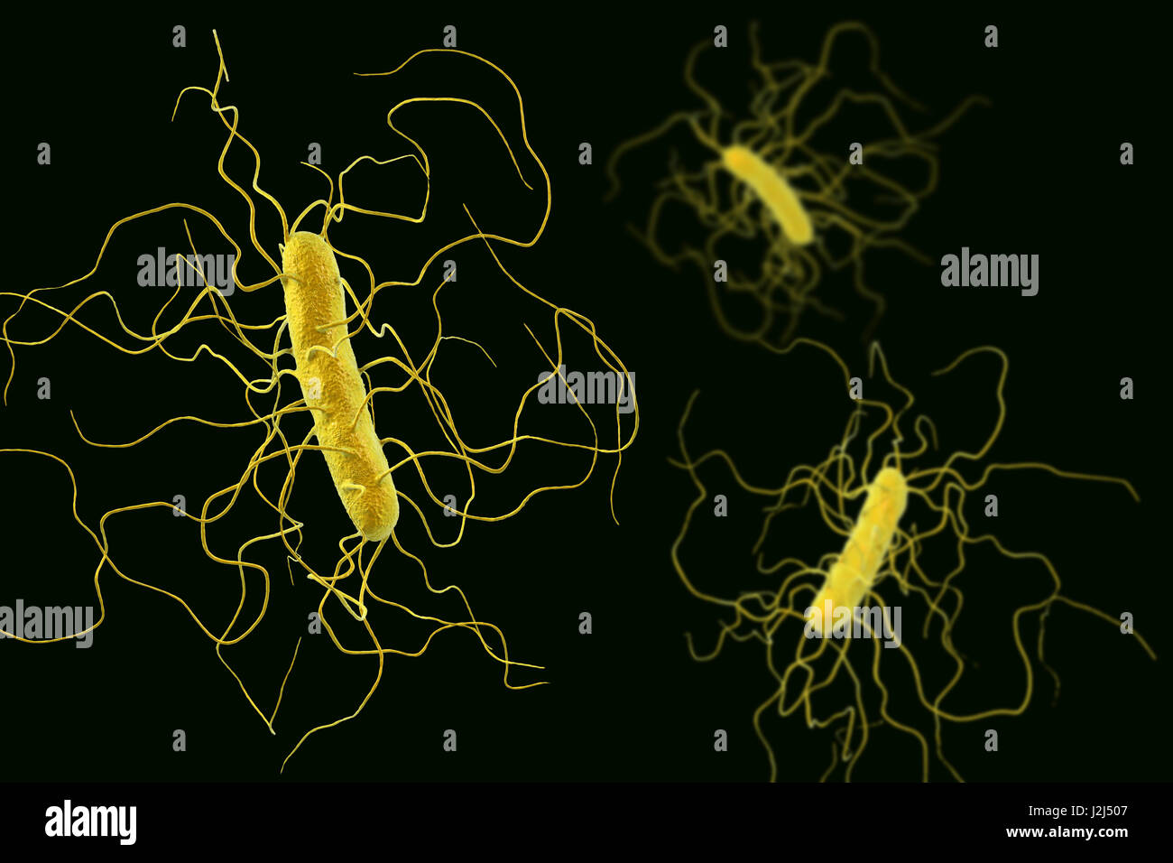 Clostridium difficile batterio con flagelli peritrichous, illustrazione del  computer. C. difficile è Gram-positivi anaerobi, formanti spore, a forma di  asta con procariota peritrichous flagelli. Si tratta di una batteri  sporigeni che è