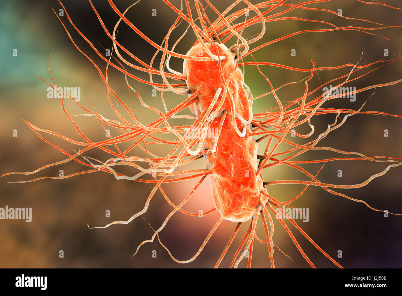 Batteri E. coli. Computer illustrazione di tre batteri Escherichia coli. E. coli è un tondino sagomato (batterio bacillus). La sua membrana cellulare è ricoperto di sottili filamenti chiamati pili delle fimbrie o. Capelli-come strutture chiamate flagelli nella parte posteriore di ciascun bacteriu Foto Stock