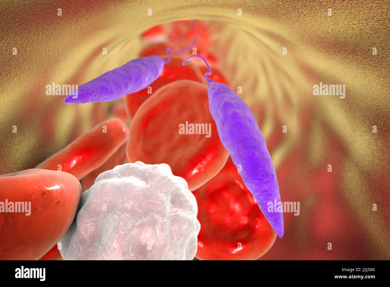 Leishmania sp. protozoi nel sangue, illustrazione del computer. Questo parassita provoca la malattia tropicale leishmaniosi. Questo può assumere diverse forme, causando ferite aperte sulla pelle o potenzialmente mortali danni al fegato. Essa è trasmessa dai morsi di san infetti Foto Stock