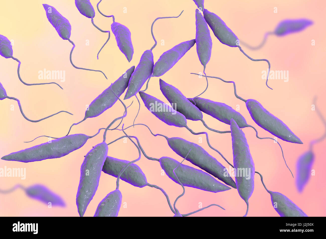 Leishmania sp. protozoi, illustrazione del computer. Questo parassita provoca la malattia tropicale leishmaniosi. Questo può assumere diverse forme, causando ferite aperte sulla pelle o potenzialmente mortali danni al fegato. Essa è trasmessa dai morsi di sandflies infetti. Foto Stock