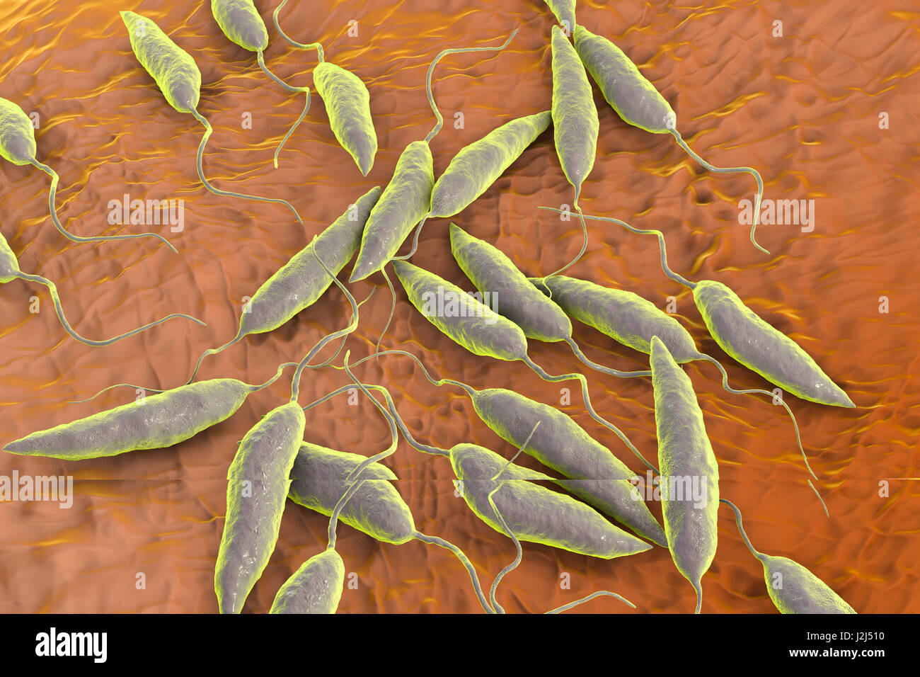 Leishmania sp. protozoi, illustrazione del computer. Questo parassita provoca la malattia tropicale leishmaniosi. Questo può assumere diverse forme, causando ferite aperte sulla pelle o potenzialmente mortali danni al fegato. Essa è trasmessa dai morsi di sandflies infetti. Foto Stock