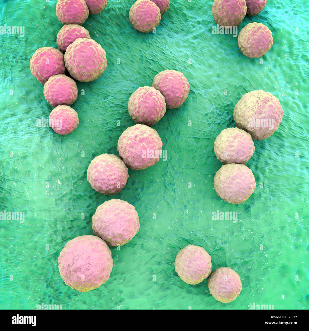 Lo Streptococcus mutans batteri, illustrazione del computer. Questi sono Gram-positivi, non-mobili, batteri sferici (cocci) che tipicamente formare catene di celle (come si vede qui). Lo Streptococcus mutans è trovato nella cavità orale. Si tratta di uno dei principali bacter Foto Stock