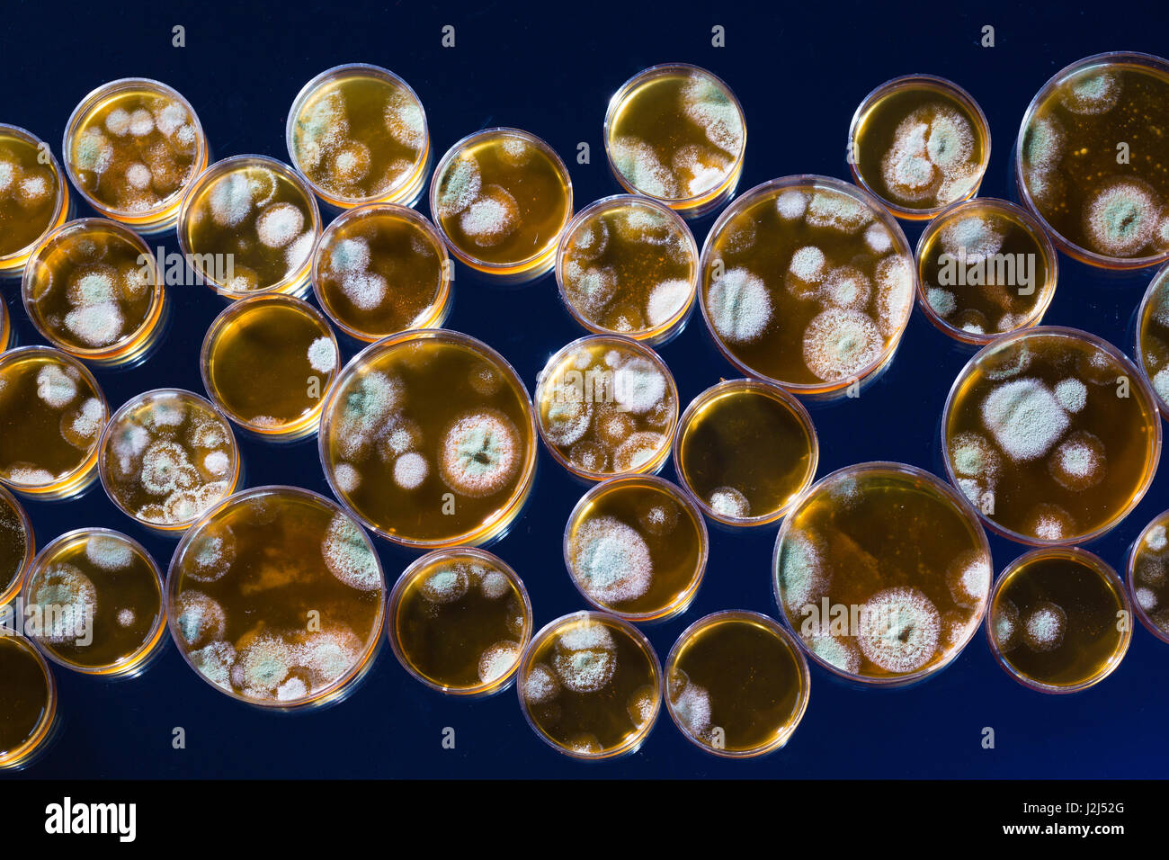Capsule di Petri con batteri. Foto Stock