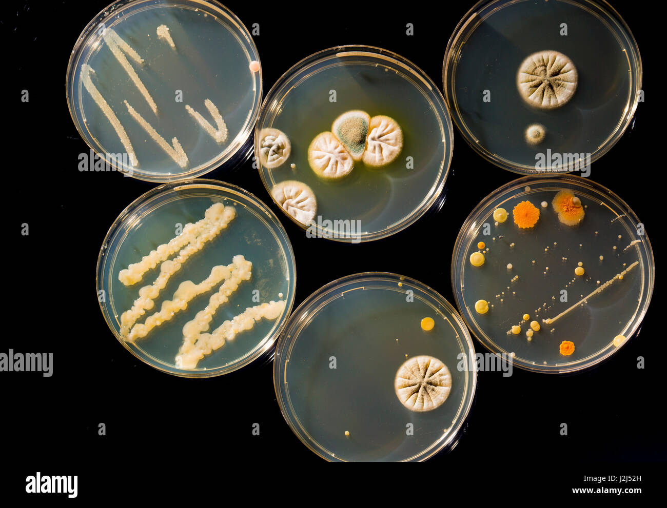 Capsule di Petri con batteri. Foto Stock