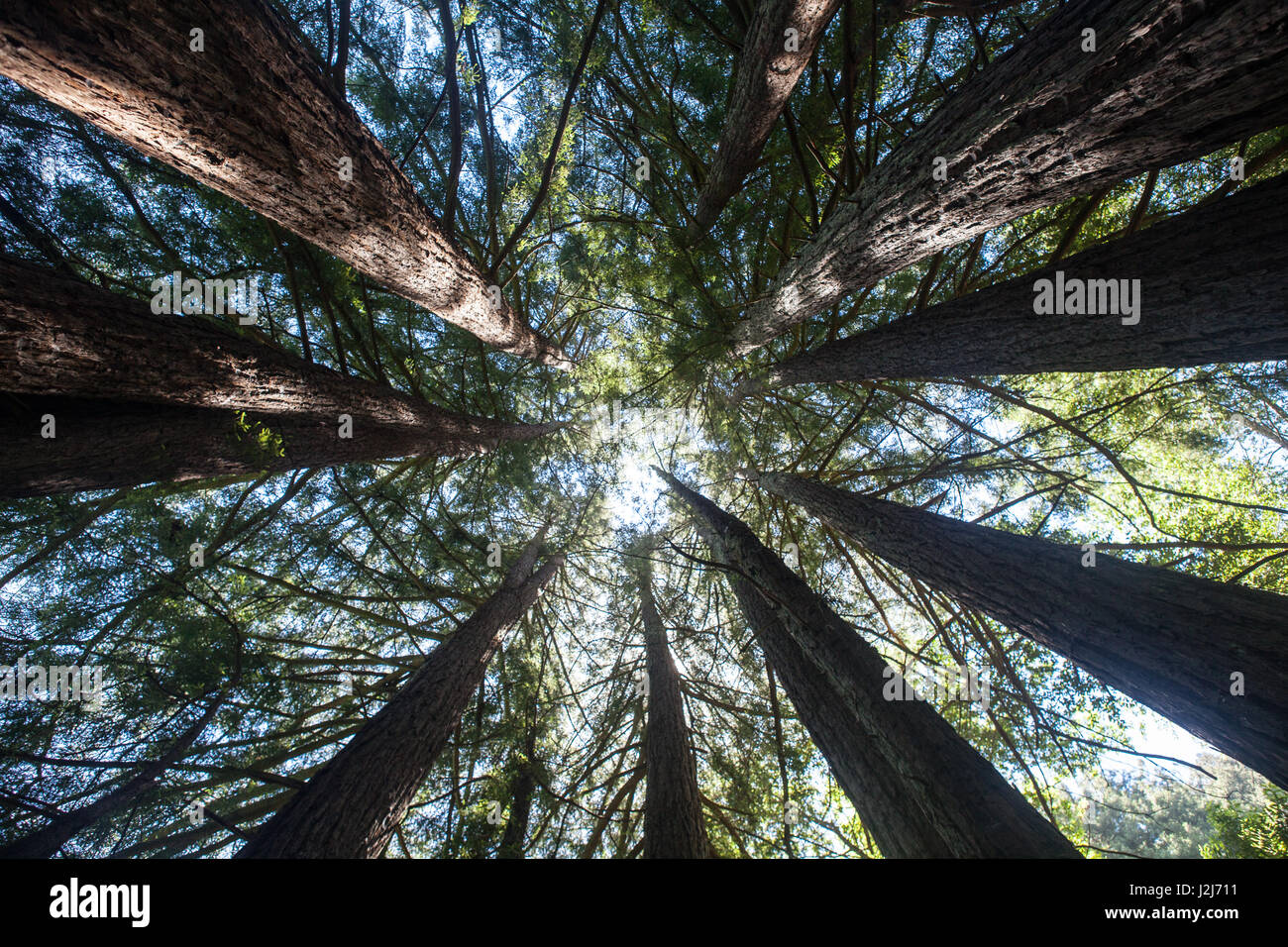 Il Redwood alti alberi crescono vicino alla costa nel nord della California. Foto Stock