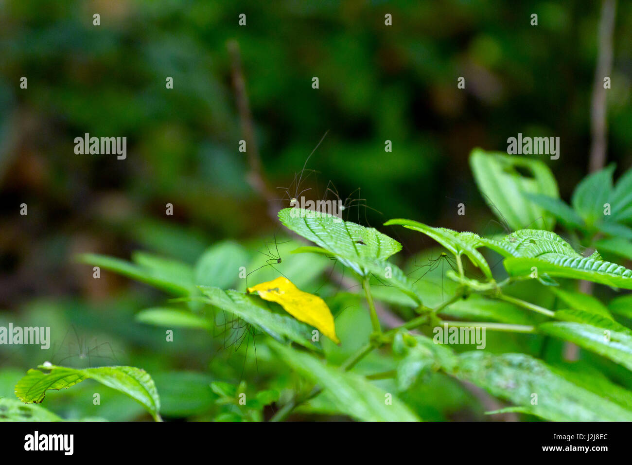 Harvestman nella giungla tailandese, Opiliones sp., Mae Wong National Park, Kamphaeng Phet, Thailandia Foto Stock