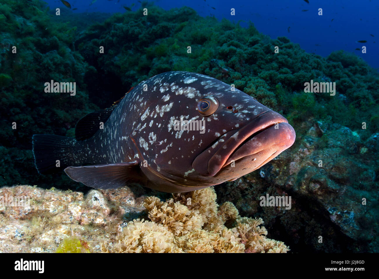 Dusky cernie, (Epinephelus marginatus), delle Azzorre, di Santa Maria, Portogallo Foto Stock