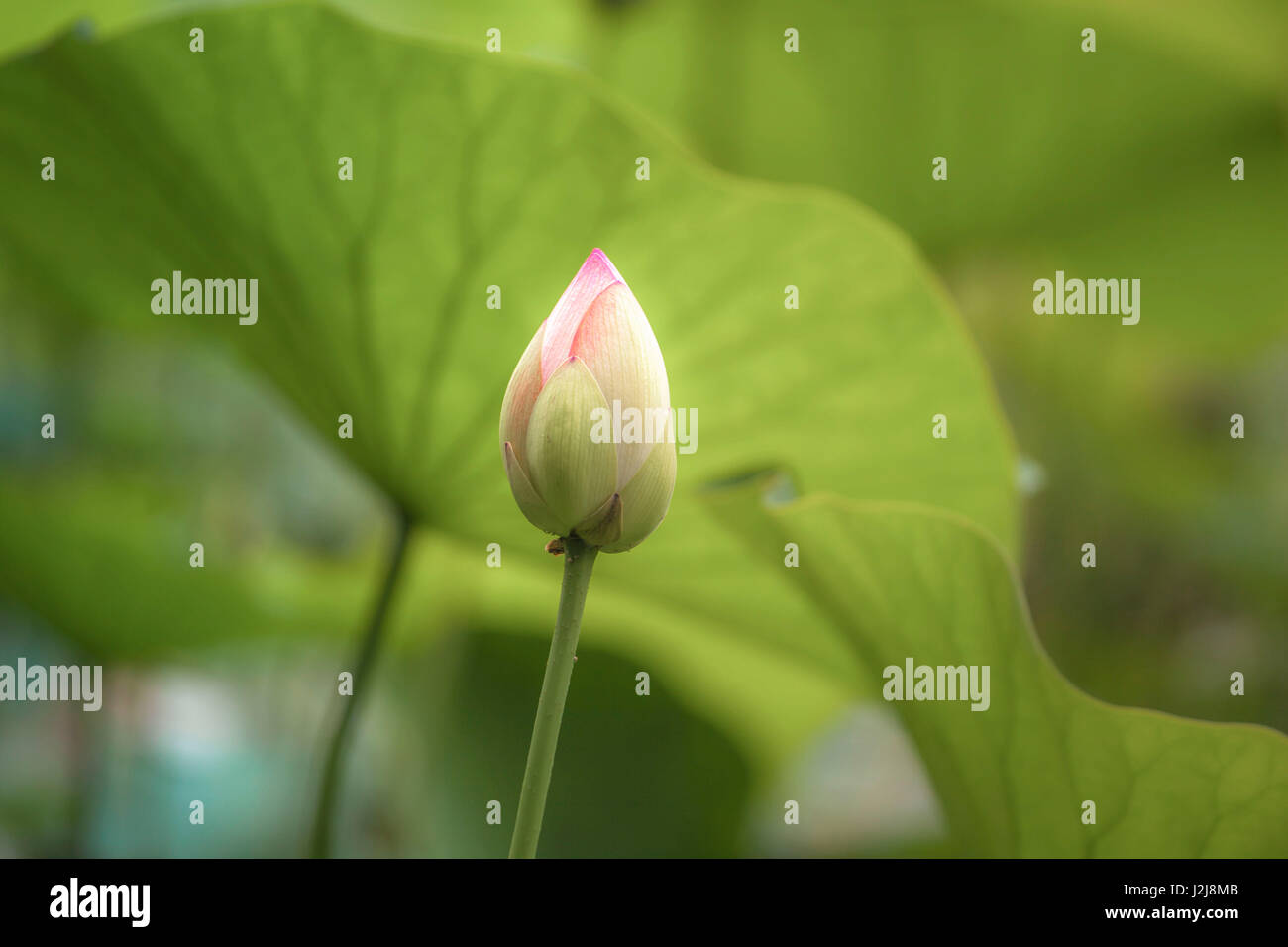 Fiori di loto, affascinante di piante in acqua nel laghetto in giardino Foto Stock