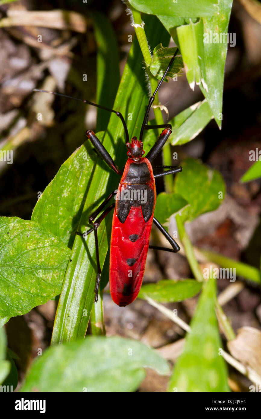 Il gigante asiatico red bug (Macrocheraia grandis), il parco nazionale di Mae Wong, Petchaburi, Thailandia Foto Stock