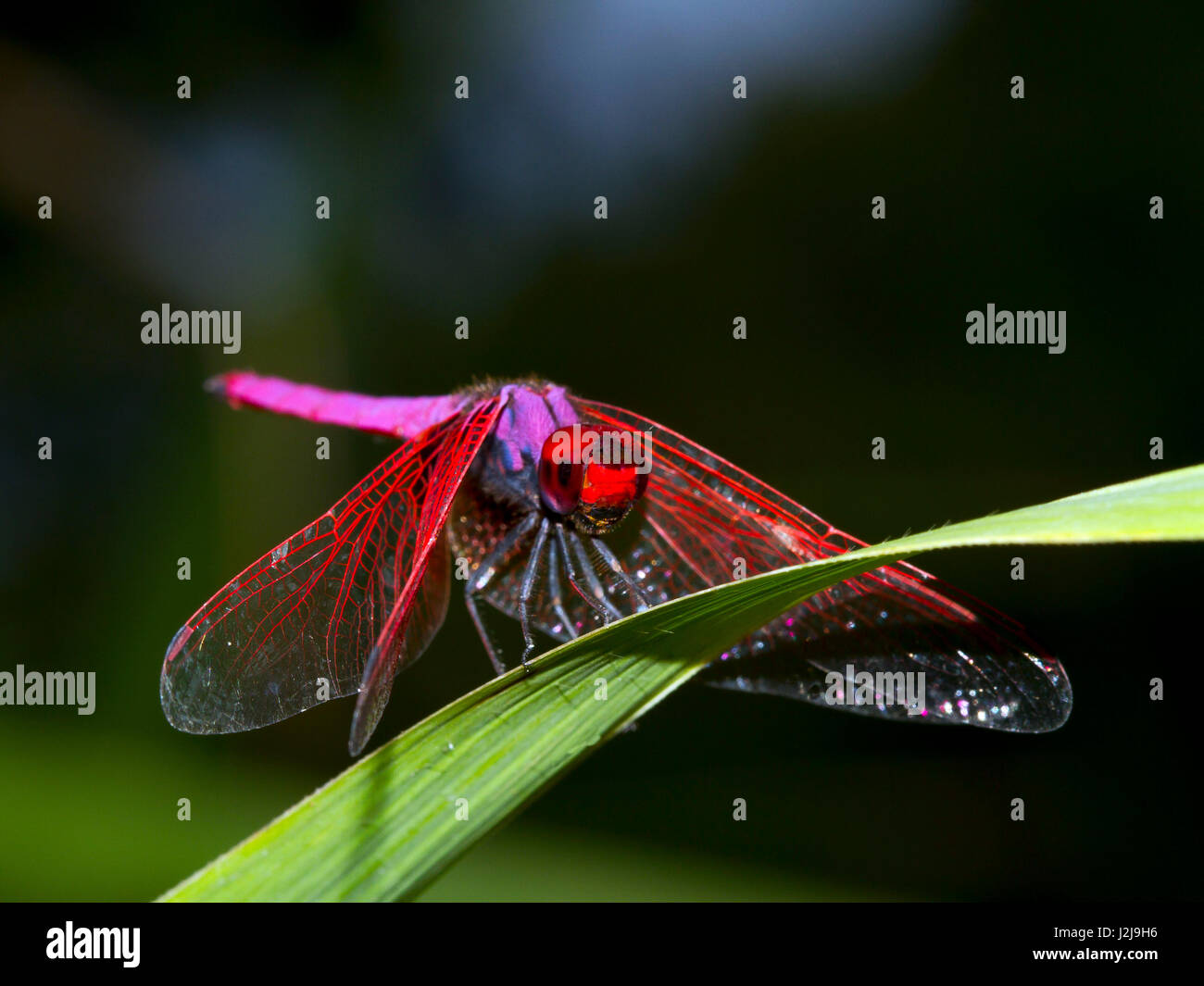 Crimson marsh glider, (Trithemis aurora), il parco nazionale di Mae Wong, Kamphaeng Phet, Thailandia Foto Stock