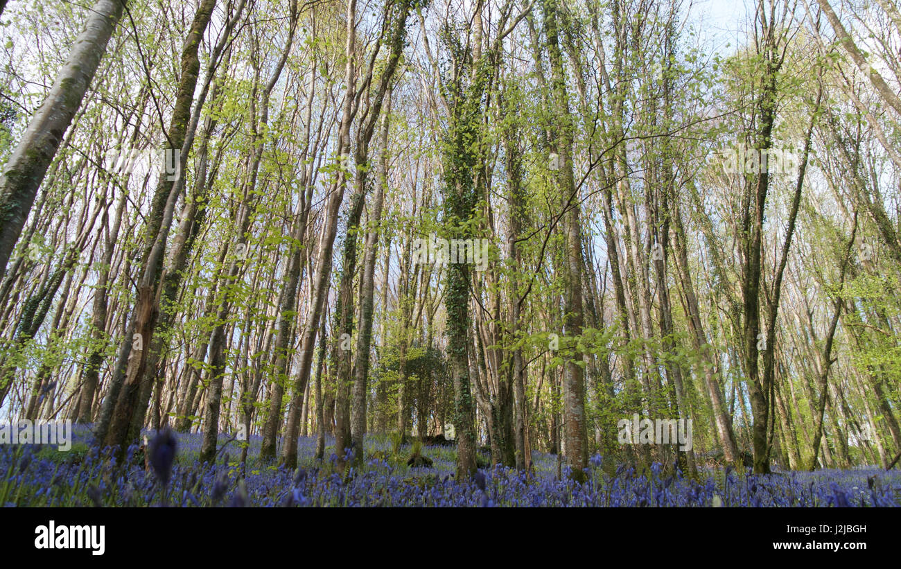 Cornish bluebell wood in primavera Foto Stock