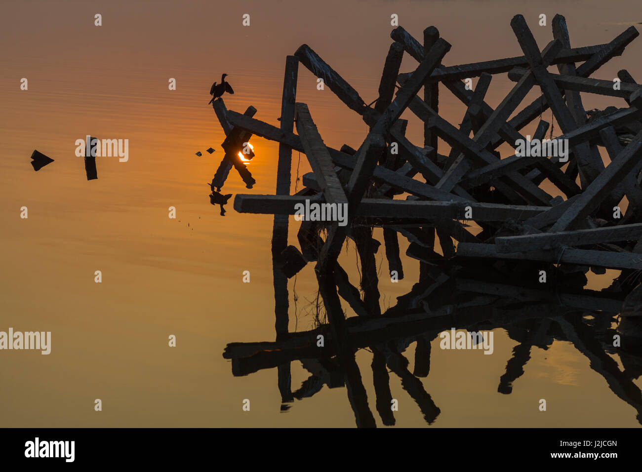 Un cormorano è seduta su un mucchio di travi di legno diffondere le sue piume al tramonto al fiume Brahmaputra Foto Stock