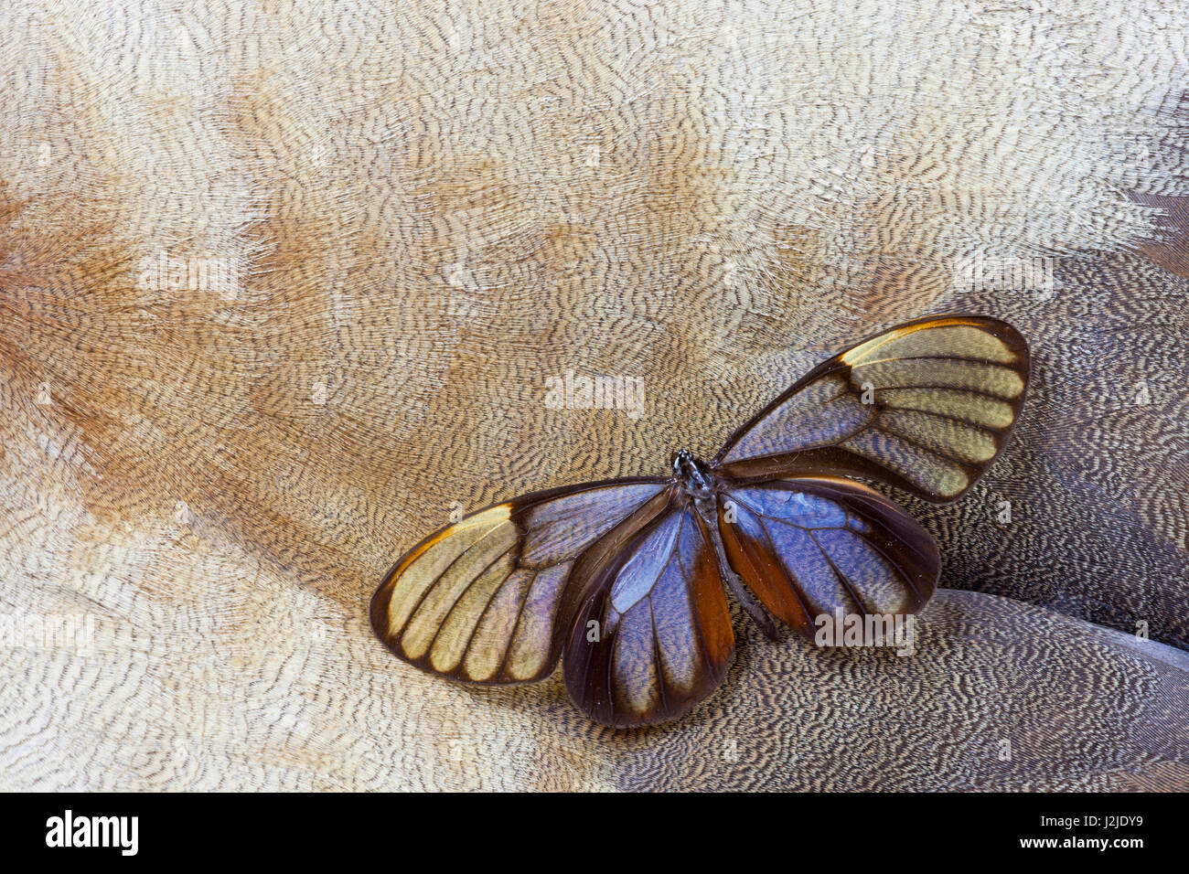 Vetro-ala farfalla sulla egiziano in piuma d oca Design Foto Stock