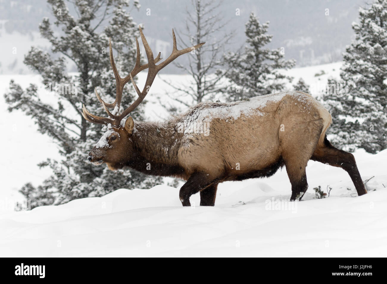 Elk / Wapiti ( Cervus canadensis ), Bull in inverno, camminando attraverso la neve profonda lungo il bordo di una foresta, coperto di neve, Yellowstone NP, Wyoming,U Foto Stock