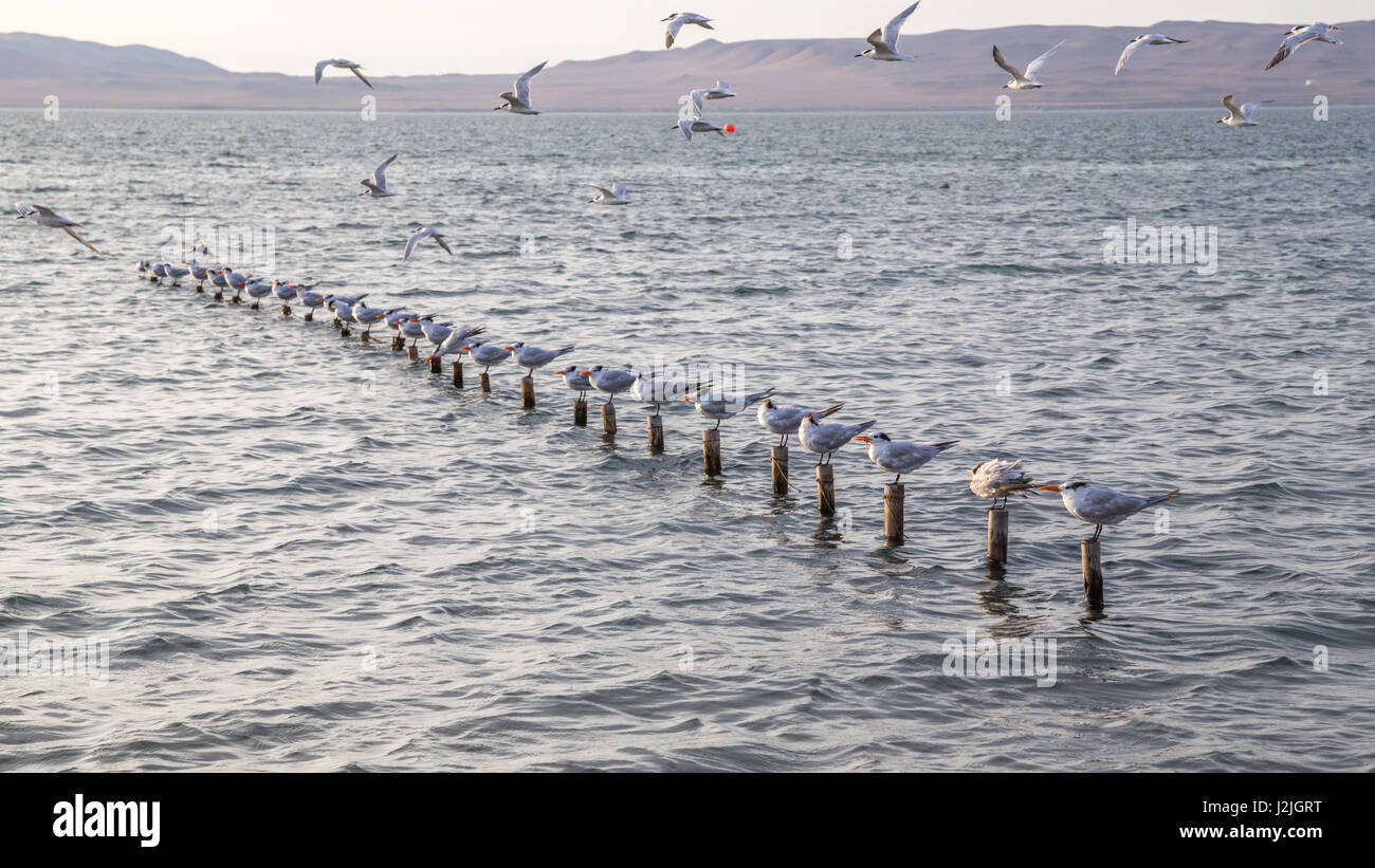 Elegante Sterne (Thalasseus elegans) e Sandwich Sterne (Thalasseus sandvicensis) sulla spiaggia di Paracas, Perù, Sud America Foto Stock