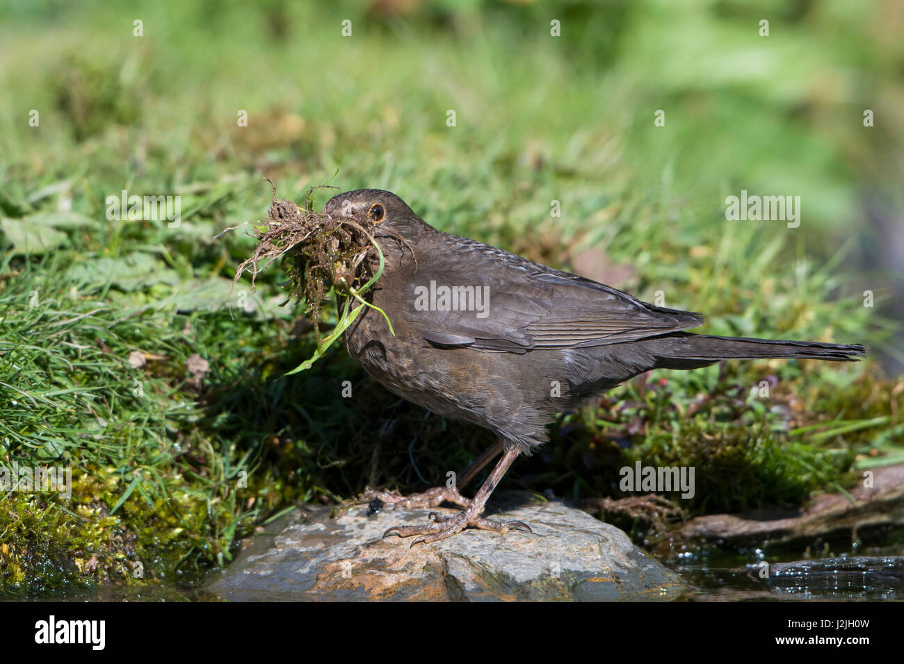 Una femmina di Merlo (Turdus merula) la raccolta di materiale di annidamento intorno a un laghetto in giardino edge, Hastings, East Sussex, Regno Unito Foto Stock